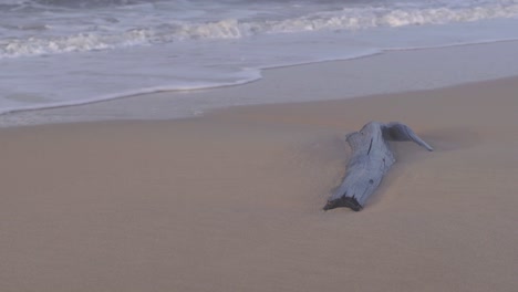 log buried in the sand on the shore, being hit by the waves of the sea