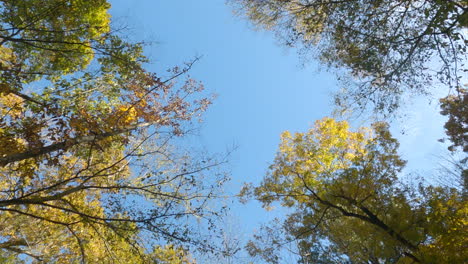 looking up on trees with autumn leaves under blue sky in daytime