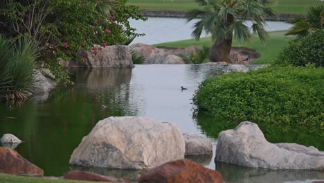 Mother-duck-with-her-chics-in-a-lake-at-a-golf-club-in-Dubai