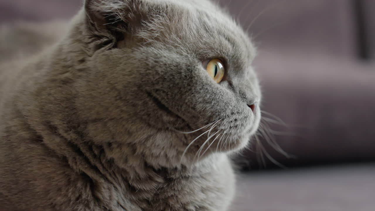 Side View Of Calm Feline Watching Outside, Relaxed Scottish Fold With Gentle Whiskers Resting Peacefully, Contemplative Domestic Scene Featuring Relaxed Cat Gazing Softly Through Window