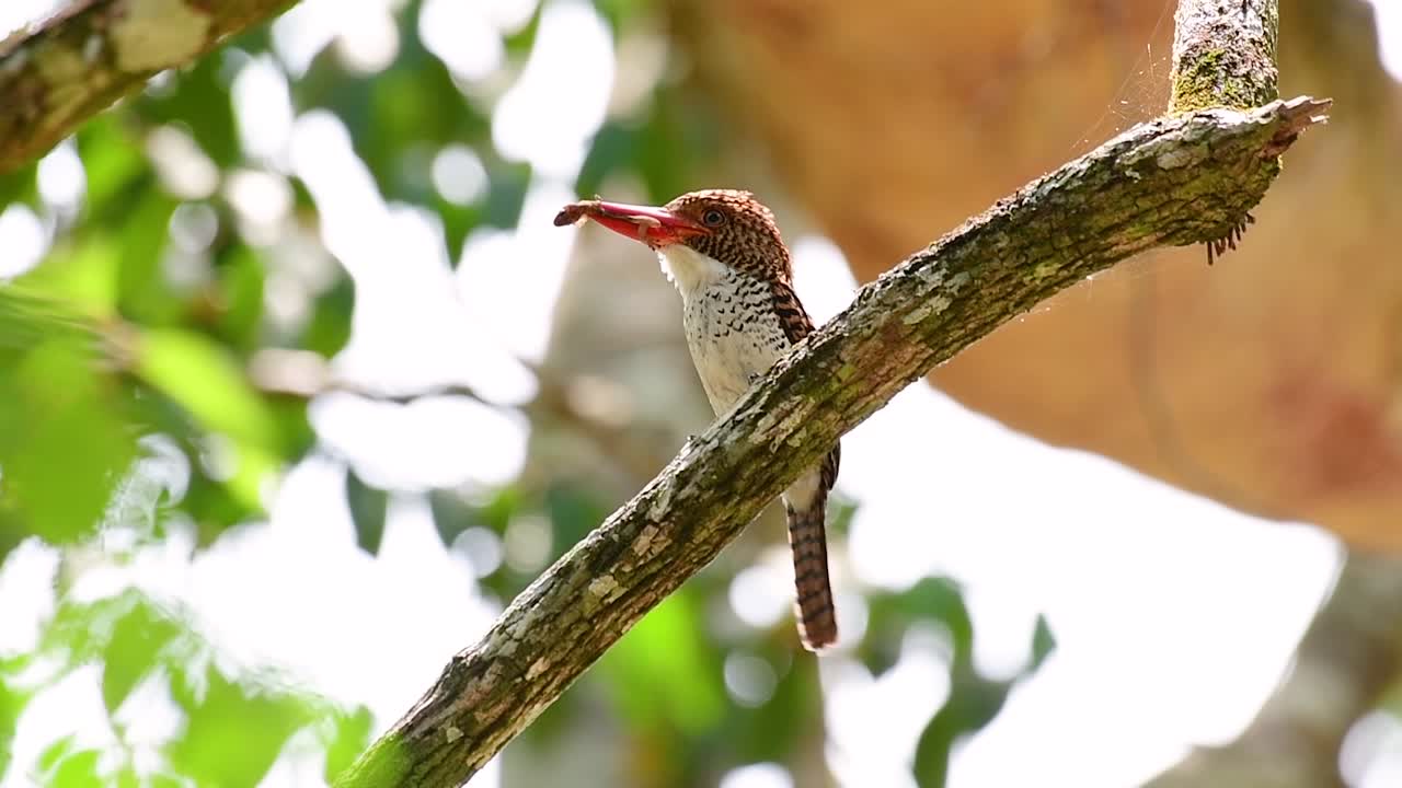 나무 물총새와 열대 우림 내 태국에서 발견되는 가장 아름다운 새 중 하나
