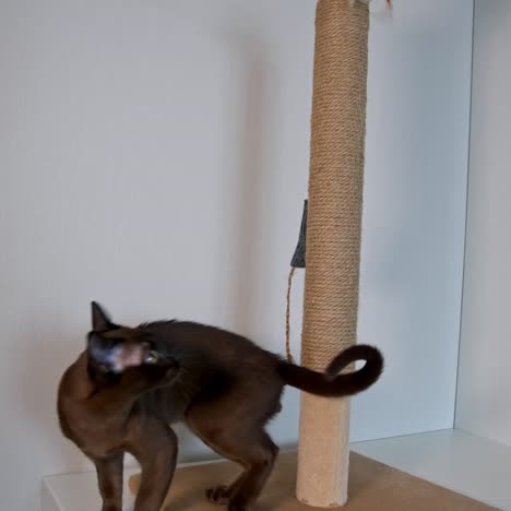 brown burmese kitten stretches up and jumps to catch a toy. beautiful domestic pedigree animal. cat plays joyfully