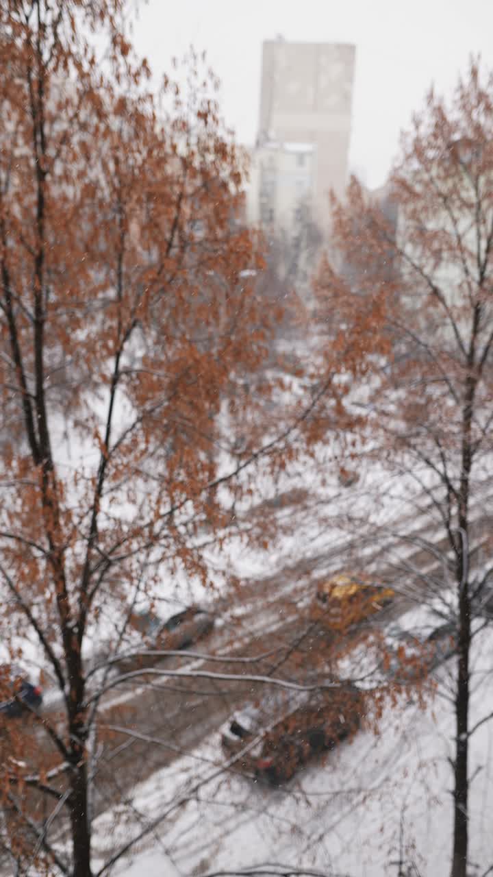 나무 들 이 있는 눈 인 도시 풍경