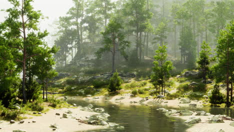 peaceful forest with river and fog