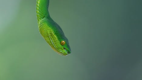 The-White-lipped-Pit-Viper-is-a-venomous-pit-viper-endemic-to-Southeast-Asia-and-is-often-found-during-the-night-waiting-on-a-branch-or-limb-of-a-tree-near-a-body-of-water-with-plenty-of-food-items