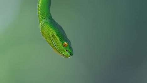 la víbora de labios blancos es una víbora venenosa endémica del sudeste asiático y a menudo se encuentra durante la noche esperando en una rama o rama de un árbol cerca de un cuerpo de agua con muchos alimentos