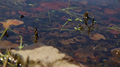 close-up view of a school of tadpoles navigating through green pondweed and orange leaves in a vibrant summer pond