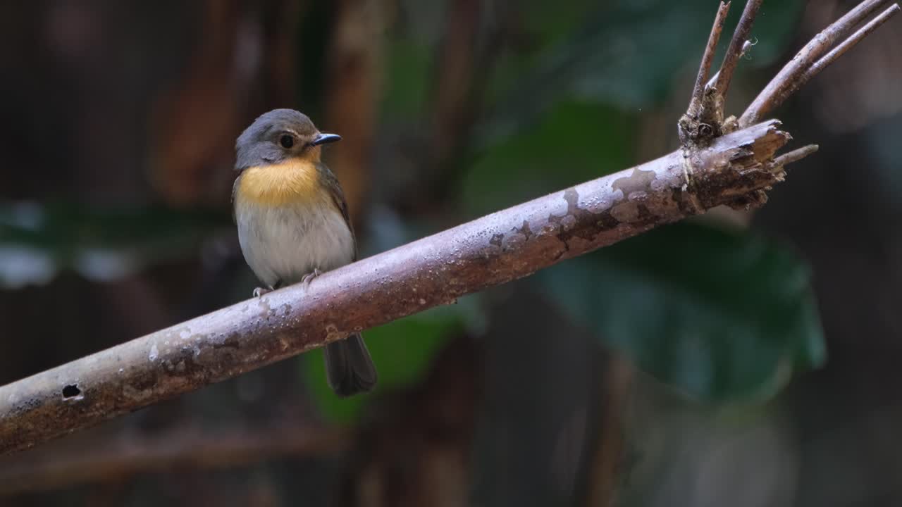 Lone female Indochinese Blue Flycatcher Cyornis sumatrensis, perching on a bamboo twig in a forest in Thailand