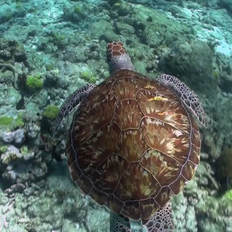 una tortuga nada bajo el agua 1