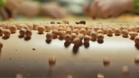 Women-workers-sort-hazel-nuts-by-hand-according-to-size-and-quality-the-hazelnut-processing-plant