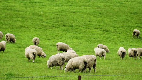 close up gimbal shot of sheep roaming around greenfield in new zealand