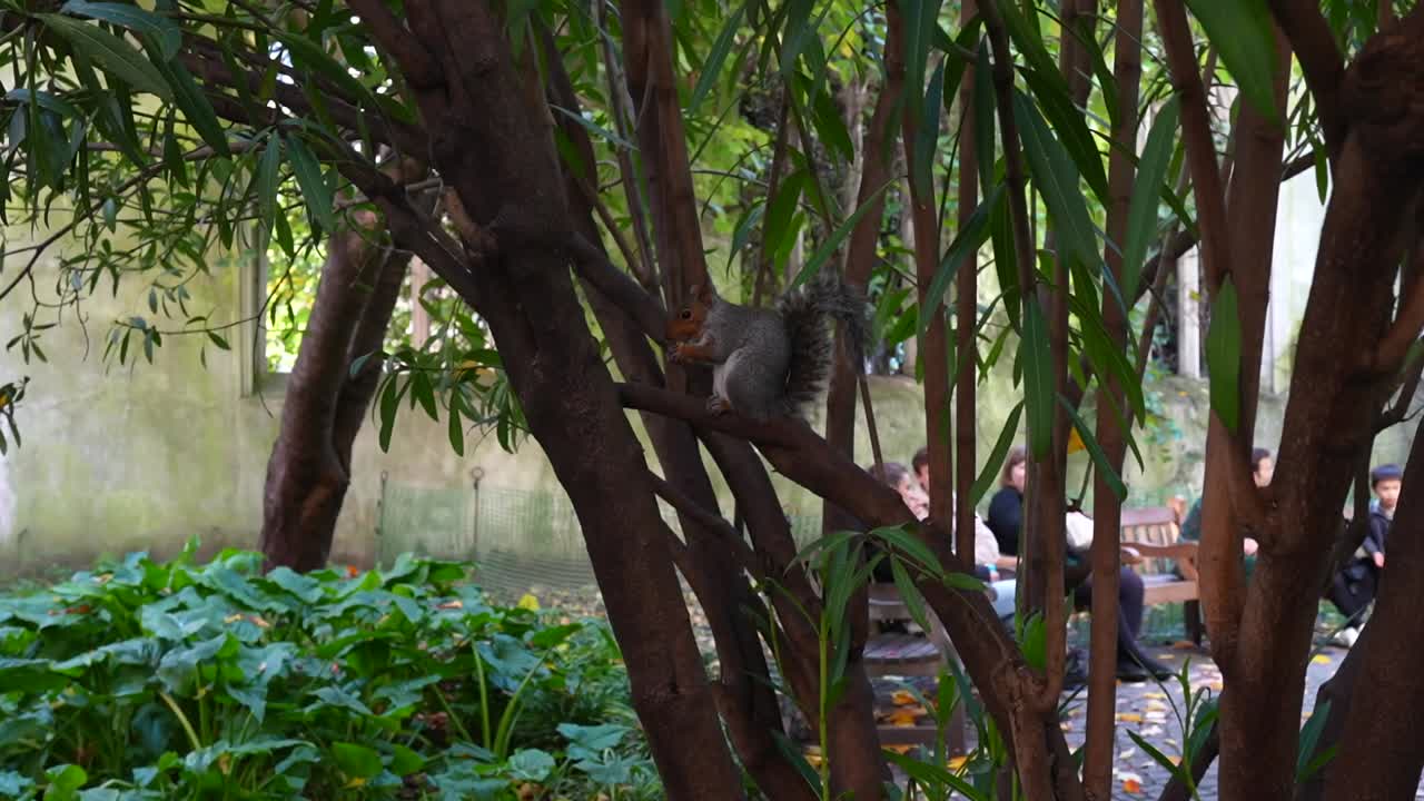 Squirrel holds chestnut on tree branch in St Dunstan in the East Garden, London