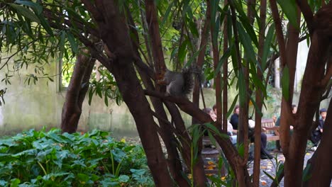squirrel holds chestnut on tree branch in st dunstan in the east garden, london