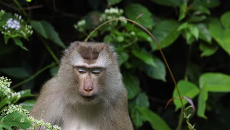 a monkey displaying various facial expressions