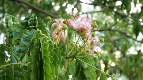 a flower on a branch blown by the wind