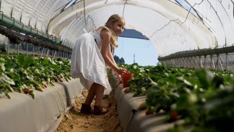 Girls-picking-strawberries-in-the-farm-4k