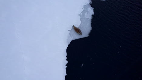 Aerial-rotating-birdseye-view-of-a-fjord-seal-laying-on-sea-ice-during-a-light-snow-storm,-in-Sigerfjord-Norway