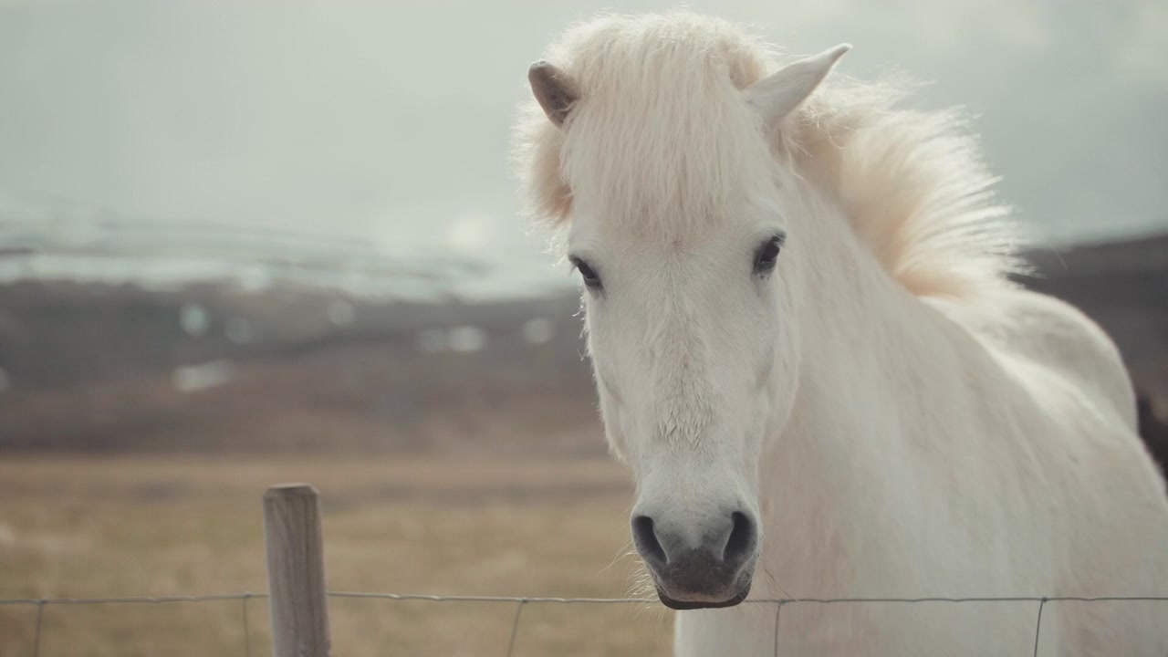 Retrato de cerca de un caballo islandés blanco en un campo