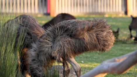 un emu alimentándose en un recinto cubierto de hierba