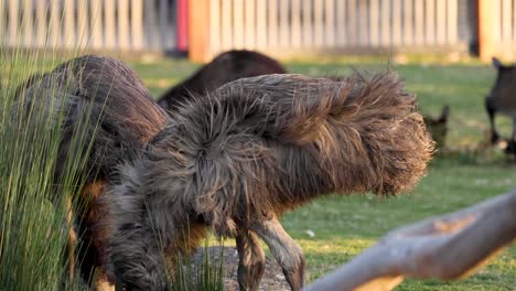 an emu feeding in a grassy enclosure