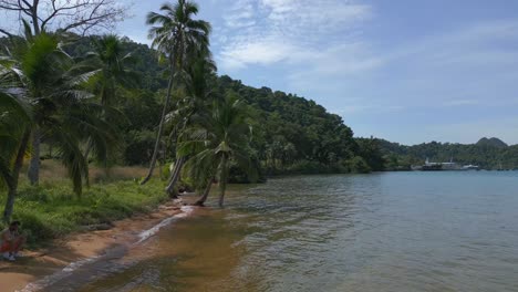 coconut palm at natural sand beach