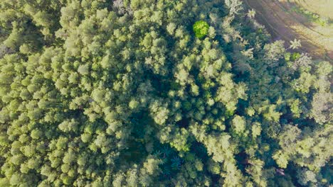 vista aérea de los pinos en el bosque