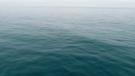 Brown-Pelicans-flying-over-calm-ocean