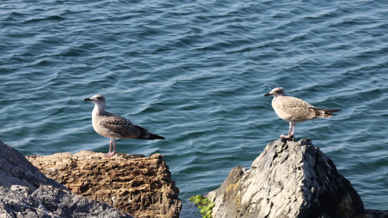 Close-Up of a Seagull Standing on a Rock by the Sea