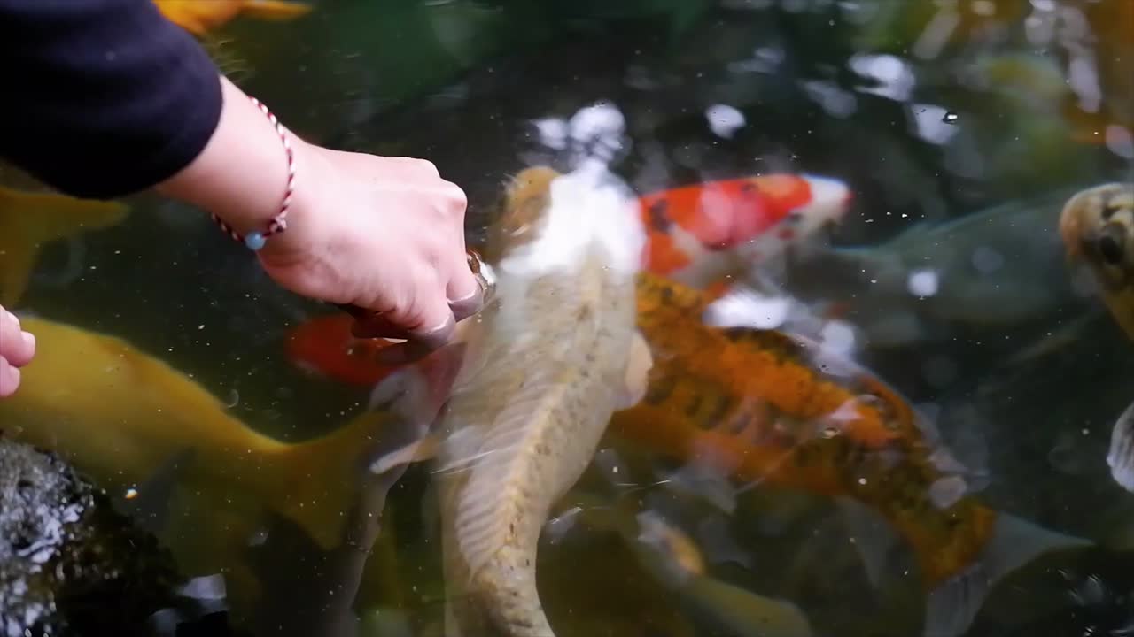 Woman's hand feeding Koi fish in a lake or fish pond with clear water