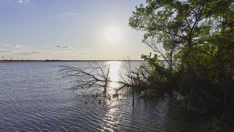 Pájaros-Bañándose-En-La-Alcoba-Del-Lago-Ray-Hubbard-En-Rockwall,-Texas