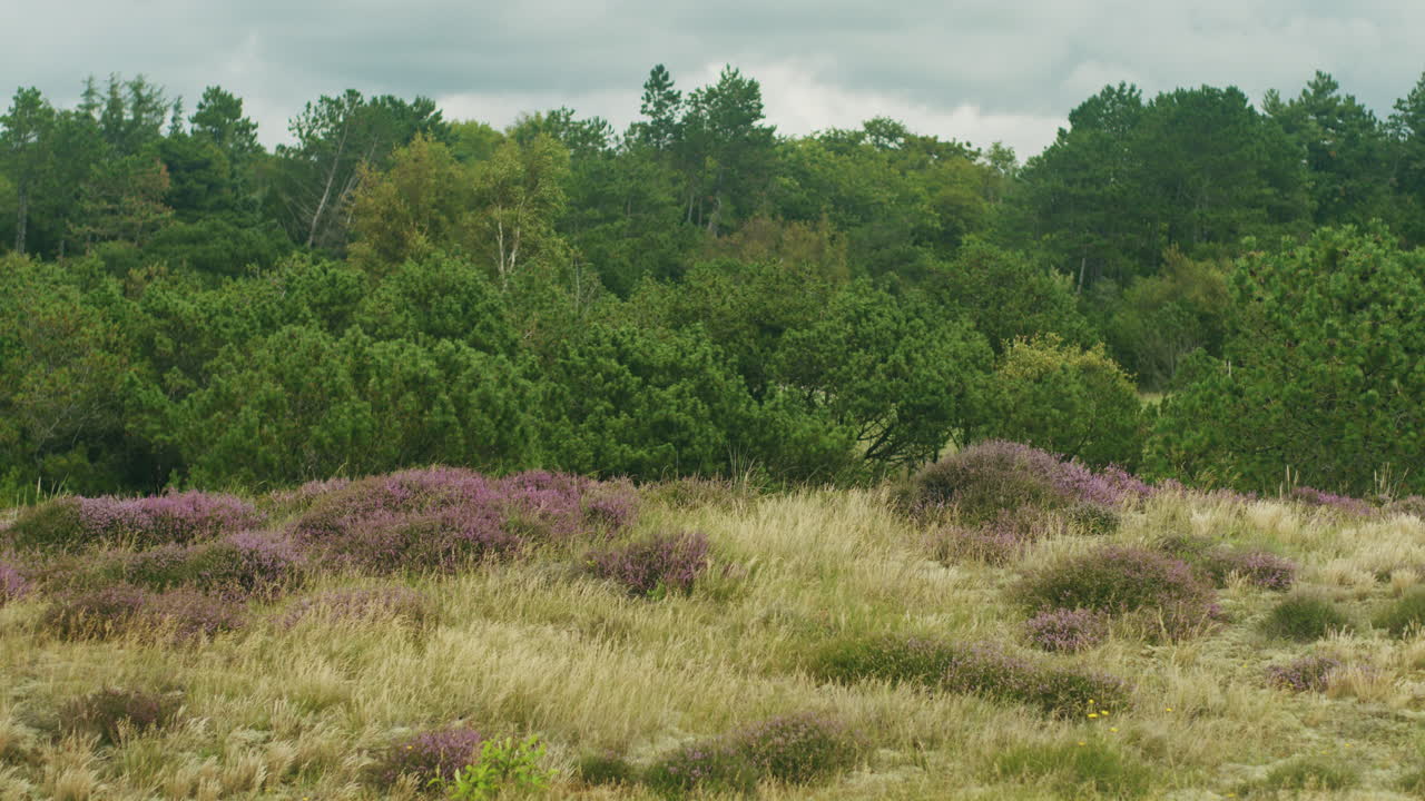 tomada panorámica estática y tranquila del típico páramo cerca de st.
