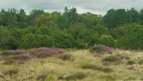 static calm wide shot of the typical heathland near st