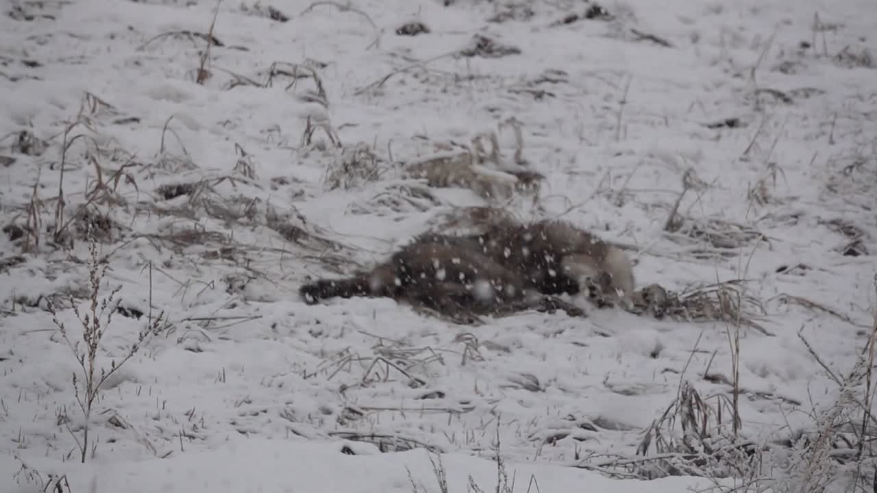 갓 내린 눈 속에서 굴러다니는 늑대