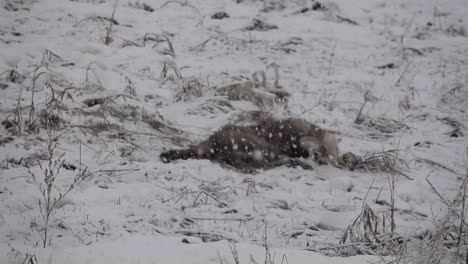 Wolf-Rollt-Im-Frisch-Gefallenen-Schnee-Herum