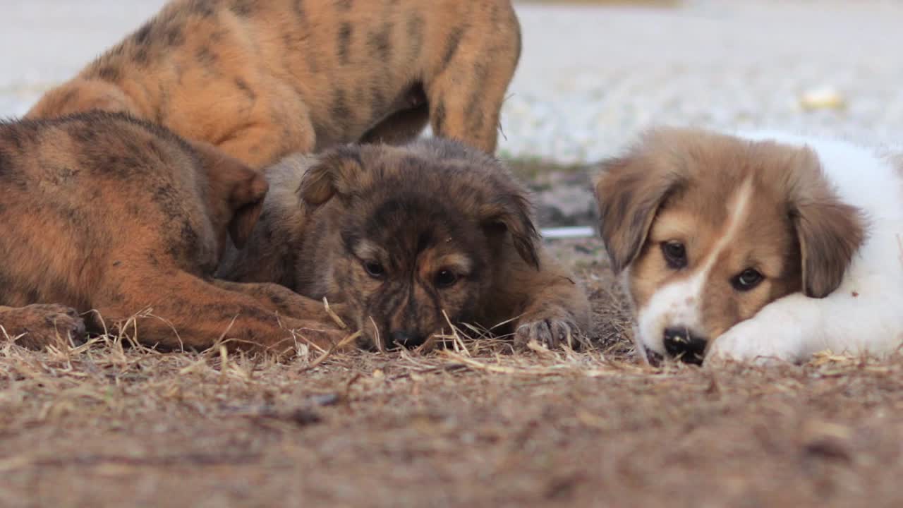 잡종 강아지는 자연스러운 생존 본능에 따라 음식을 찾고 먹습니다.