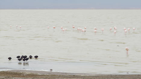many birds thrive on the shores of the lake in ngorongoro crater, like these flamingos