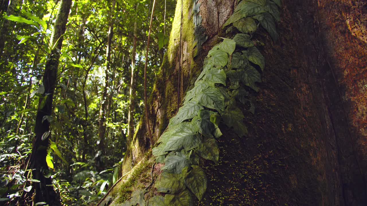 Un imponente albero amazzonico mostra vaste radici a contrafforte mentre la telecamera esplora il suolo della foresta pluviale peruviana
