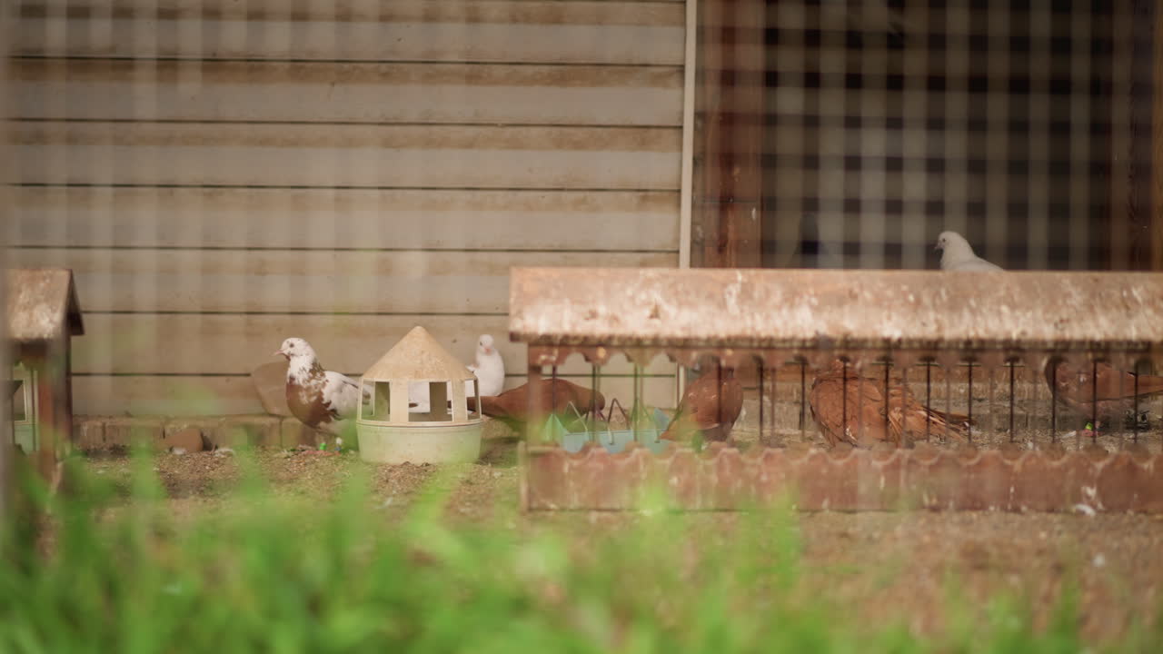 rustic backyard chicken coop small flock pecking at feed trough behind wire mesh, corrugated metal shed backdrop, rusted roof edges, green grass foreground, warm morning light, quiet homestead