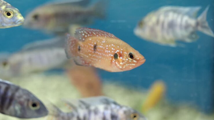 Colorful Cichlids in Aquarium
