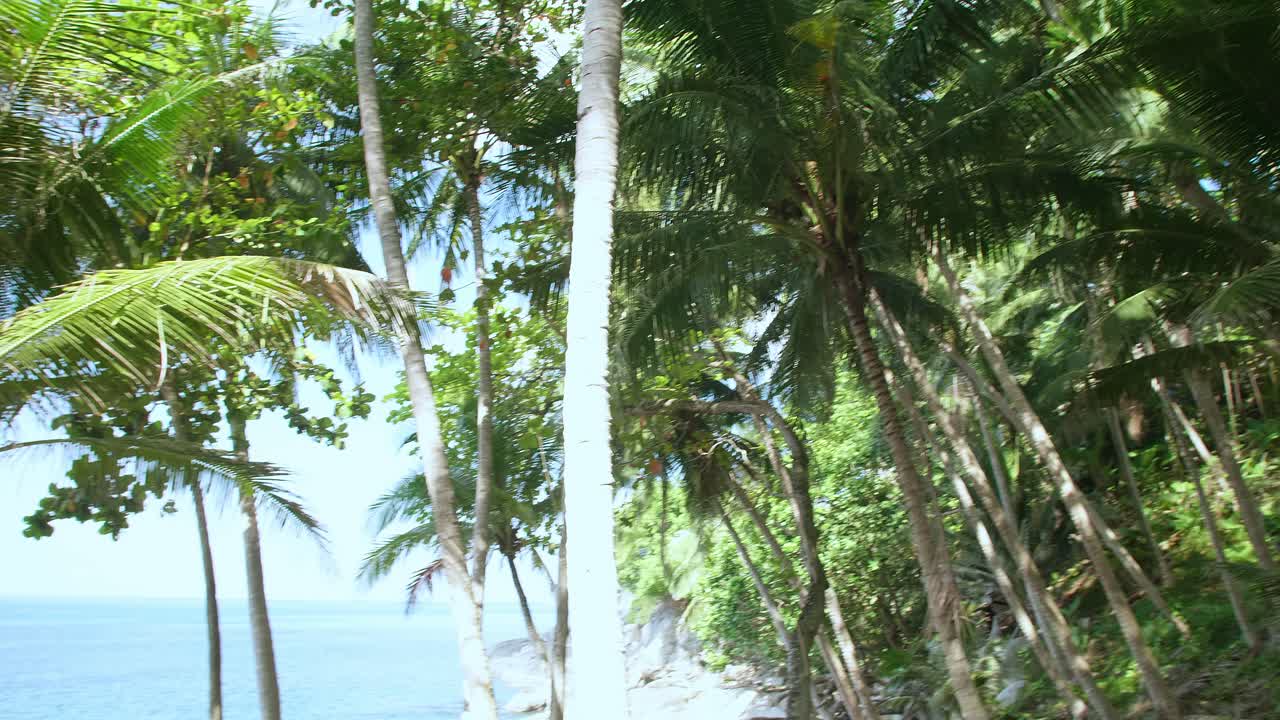 Coconut palm tree leaf moving with the wind from the ocean contrast with beautiful clear blue sky