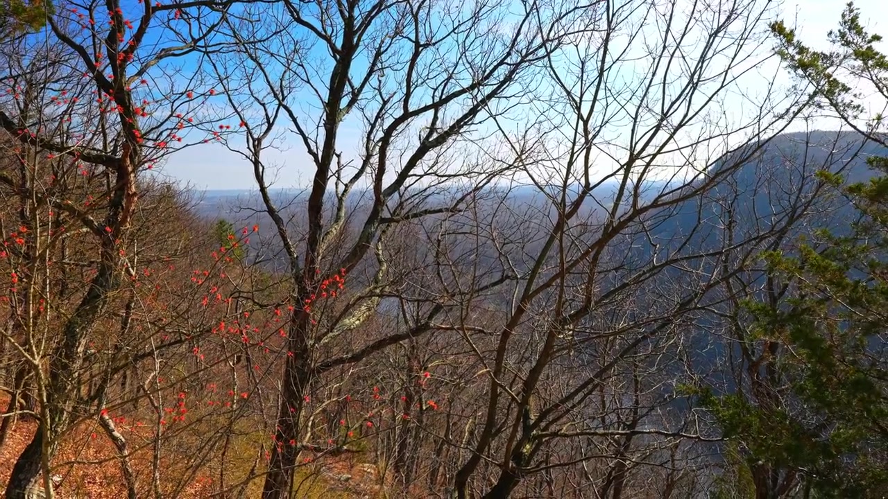 Alberi spogli con gemme rosse che si affacciano su una valle di montagna in primavera. Primo piano di rami con germogli primaverili su uno sfondo di paesaggio distante.