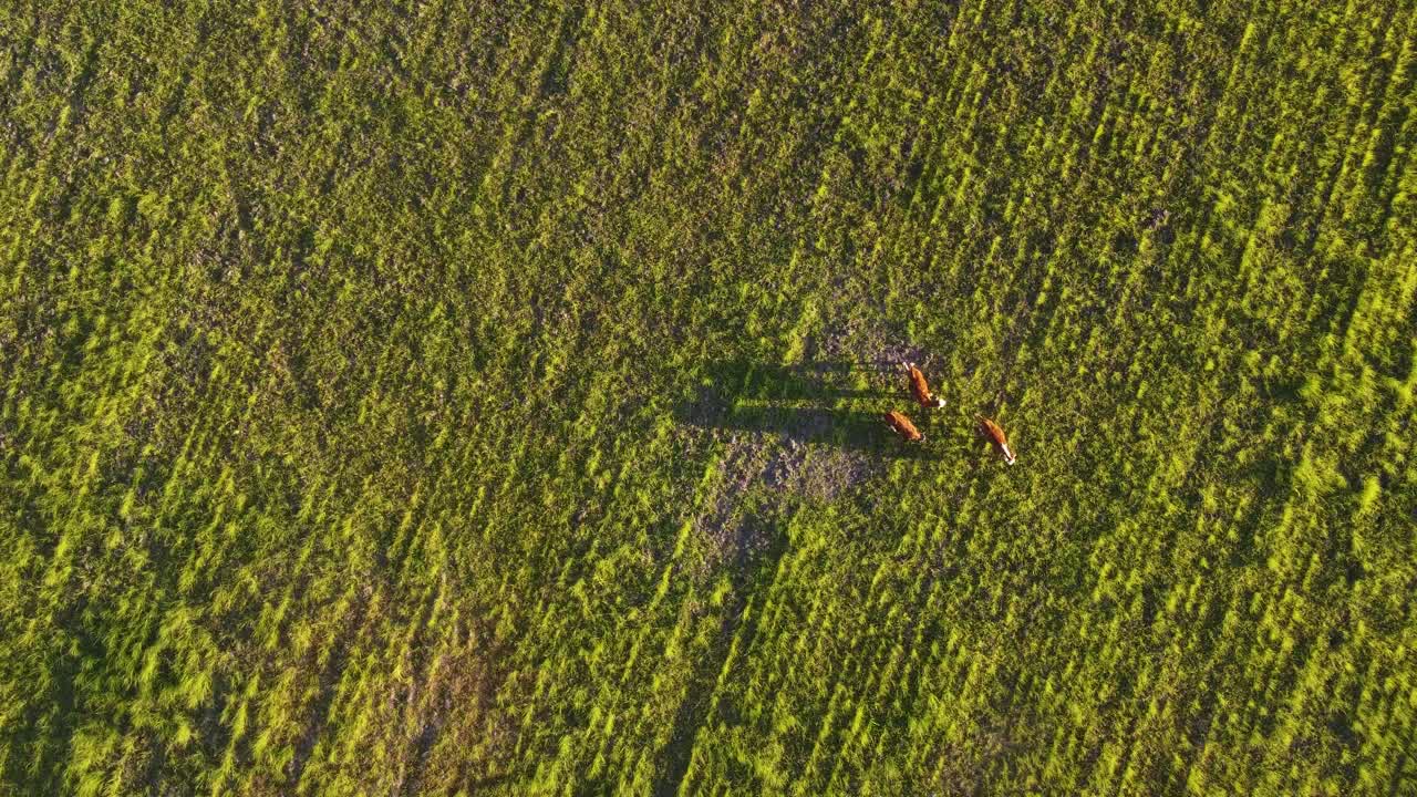 vacas de pastoreo caminan en la granja al atardecer