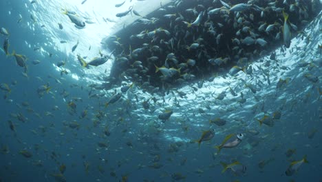 unique perspective of a silhouette of a large boat floating in blue clear water with masses of schooling fish shimmering in the sunlight