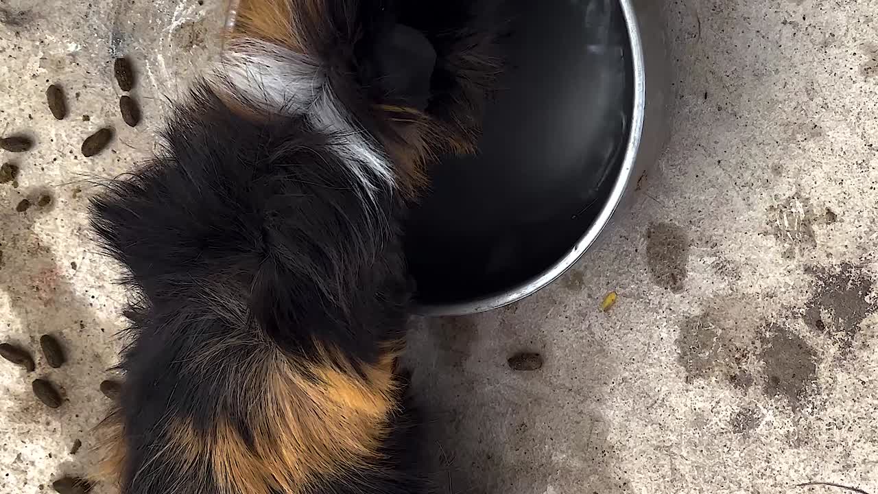 Ein Meerschweinchen mit dreifarbigem Fell frisst aus einer Metallschale auf einer Betonoberfläche.
