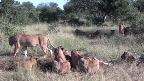 Lion-pride-eats-leftovers-in-the-midday-sun-amidst-the-grasses-and-trees