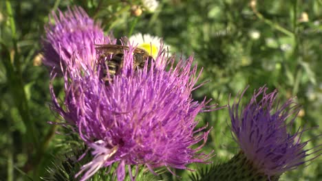 extreme close-up of a honey bee doing its job on a purple thistle flower