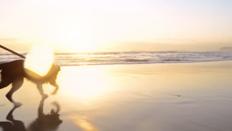 Happy-man-walking-dog-on-beach-lifestyle-steadicam-shot