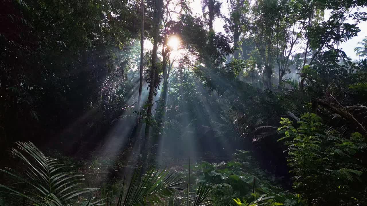 In the early morning light a peaceful jungle filled with tall palm trees comes alive as golden sun rays filter gently through the leaves creating a calm and magical tropical atmosphere.