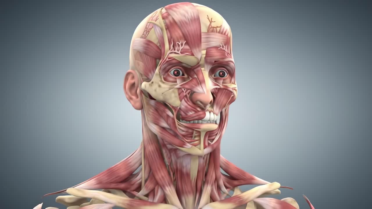 Detailed Anatomical Visualization of Human Facial and Neck Musculature: Understanding the Complexity and Structure of Muscles with Realistic 3D Modeling