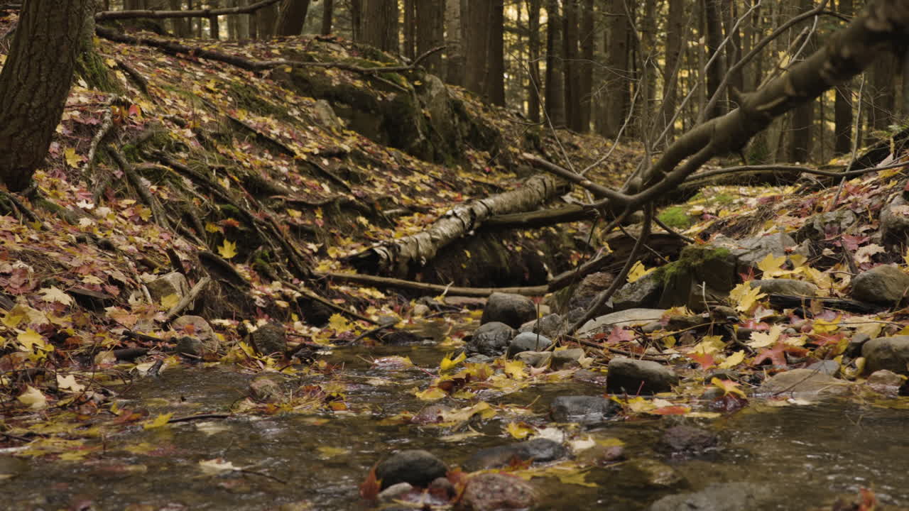 Handheld shot of a small stream in the forest